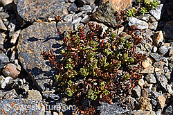 Zweiblütiger Steinbrech (Saxifraga biflora) (F173356) Zweiblütiger Steinbrech (Saxifraga biflora) (F173356)