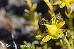 Zaphne ambigua (Blumenfliege) auf Bewimpertem Steinbrech (Saxifraga aizoides) (F173361) Zaphne ambigua (Blumenfliege) auf Bewimpertem Steinbrech (Saxifraga aizoides) (F173361)