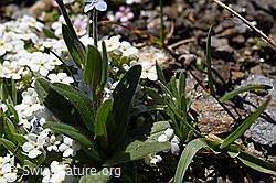 Alpen-Vergissmeinnicht (Myosotis alpestris) (F173481) Alpen-Vergissmeinnicht (Myosotis alpestris) (F173481)