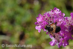 Gemeine Waldschwebfliege (Volucella pellucens) auf Alpen-Pechnelke (Silene suecica) (F173495) Gemeine Waldschwebfliege (Volucella pellucens) auf Alpen-Pechnelke (Silene suecica) (F173495)