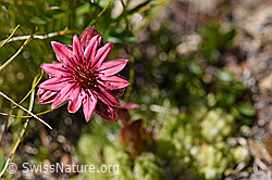 Spinnweb-Hauswurz (Sempervivum arachnoideum) (08.2020, F173502)