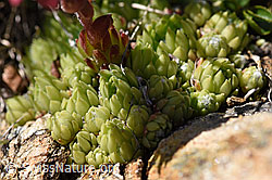 Spinnweb-Hauswurz (Sempervivum arachnoideum) (08.2020, F173504)