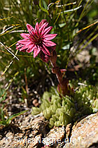 Spinnweb-Hauswurz (Sempervivum arachnoideum) (08.2020, F173505)