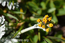 Graues Greiskraut (Senecio incanus) (08.2020, F173506)