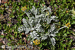 Graues Greiskraut (Senecio incanus) (08.2020, F173508)