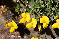 Foto: Alpen-Hornklee (Lotus alpinus)