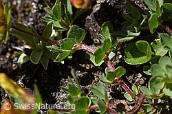 Foto: Alpen-Hornklee (Lotus alpinus)