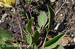Alpen-Wundklee (Anthyllis vulneraria ssp. alpestris) (08.2020, F173525)