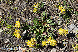 Alpen-Wundklee (Anthyllis vulneraria ssp. alpestris) (08.2020, F173530)