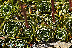 Trauben-Steinbrech (Saxifraga paniculata) (F173537) Trauben-Steinbrech (Saxifraga paniculata) (F173537)