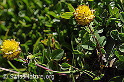 Braun-Klee (Trifolium badium) (F173555)
