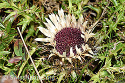 Silberdistel (Carlina acaulis ssp. caulescens) (F174856) Silberdistel (Carlina acaulis ssp. caulescens) (F174856)