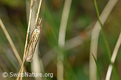 Photo: Agriphila tristella on blade of grass
