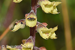 Salbeiblättriger Gamander (Teucrium scorodonia) (F174861) Salbeiblättriger Gamander (Teucrium scorodonia) (F174861)