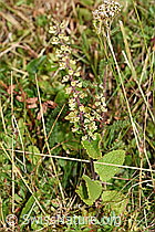 Salbeiblättriger Gamander (Teucrium scorodonia) (F174864) Salbeiblättriger Gamander (Teucrium scorodonia) (F174864)