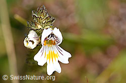 Gebräuchlicher Augentrost (Euphrasia rostkoviana) (F174865)