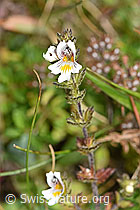 Gebräuchlicher Augentrost (Euphrasia rostkoviana) (F174868)