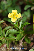 Blutwurz (Potentilla erecta) (28.08.2020, F174874)