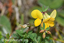 Gewöhnlicher Hornklee (Lotus corniculatus) (F174880)
