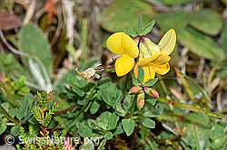 Gewöhnlicher Hornklee (Lotus corniculatus) (F174881)