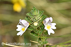 Gebräuchlicher Augentrost (Euphrasia rostkoviana) (F174884)
