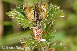 Gebräuchlicher Augentrost (Euphrasia rostkoviana) (F174888)