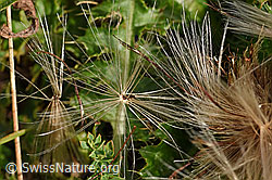 Foto: Stängellose Kratzdistel (Cirsium acaule)