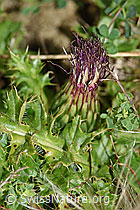 Foto: Stängellose Kratzdistel (Cirsium acaule)