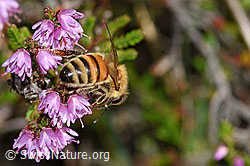 Italienische Biene (Apis mellifera ligustica) an Besenheide (Calluna vulgaris) (28.08.2020, F174924)