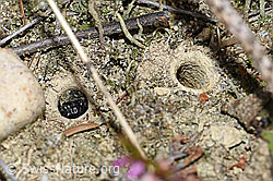 Feldgrille (Gryllus campestris) (F174942)