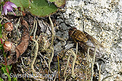 Graugelbe Polsterfliege (Pollenia rudis) (F174948) Graugelbe Polsterfliege (Pollenia rudis) (F174948)