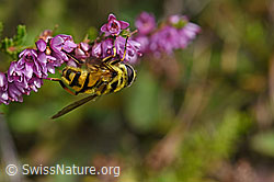Totenkopfschwebfliege (Myathropa florea) auf Besenheide (Calluna vulgaris) (28.08.2020, F174973)