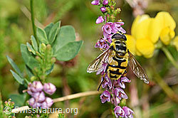 Totenkopfschwebfliege (Myathropa florea) auf Besenheide (Calluna vulgaris) (28.08.2020, F174974)