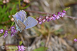 Foto: Idas-Bläuling (Plebejus idas) auf Besenheide (Calluna vulgaris)