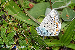 Foto: Idas-Bläuling (Plebejus idas)