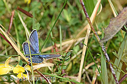 Foto: Idas-Bläuling (Plebejus idas) auf Gewöhnlichem Hornklee (Lotus corniculatus)