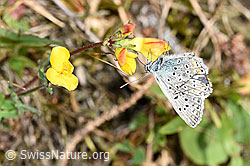 Gewöhnlicher Hornklee (Lotus corniculatus)