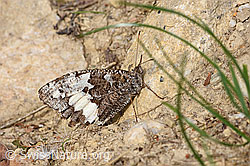 Foto: Weisser Waldportier (Brintesia circe)