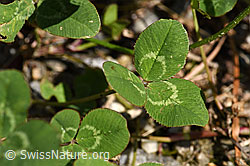 Foto: Kriechender Klee (Trifolium repens)
