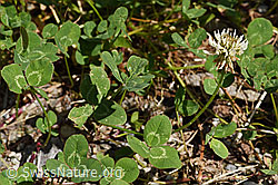 Foto: Kriechender Klee (Trifolium repens)