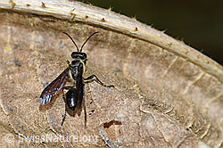Stahlblauer Grillenjäger (Isodontia mexicana) (F175486) Stahlblauer Grillenjäger (Isodontia mexicana) (F175486)