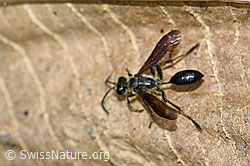 Stahlblauer Grillenjäger (Isodontia mexicana) (F175488) Stahlblauer Grillenjäger (Isodontia mexicana) (F175488)