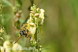 Französische Feldwespe (Polistes dominula) an Gemeines Leinkraut (Linaria vulgaris) (F177190) Französische Feldwespe (Polistes dominula) an Gemeines Leinkraut (Linaria vulgaris) (F177190)