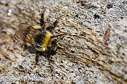 Dunkle Erdhummel (Bombus terrestris) (F177875)