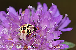 Foto: Spitzbauchwanze (Troilus luridus)