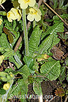 Foto: Wald-Schlüsselblume (Primula elatior), Stängel und Blätter