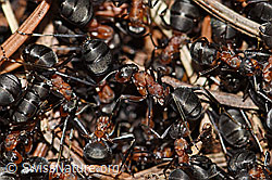 Foto: Rote Waldameisen (Formica rufa)