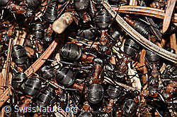 Foto: Rote Waldameisen (Formica rufa)