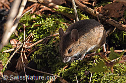 Waldmaus (Apodemus sylvaticus) (F178245)