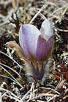 Frühlings-Anemonen (Pulsatilla vernalis) (F181573) Frühlings-Anemonen (Pulsatilla vernalis) (F181573)